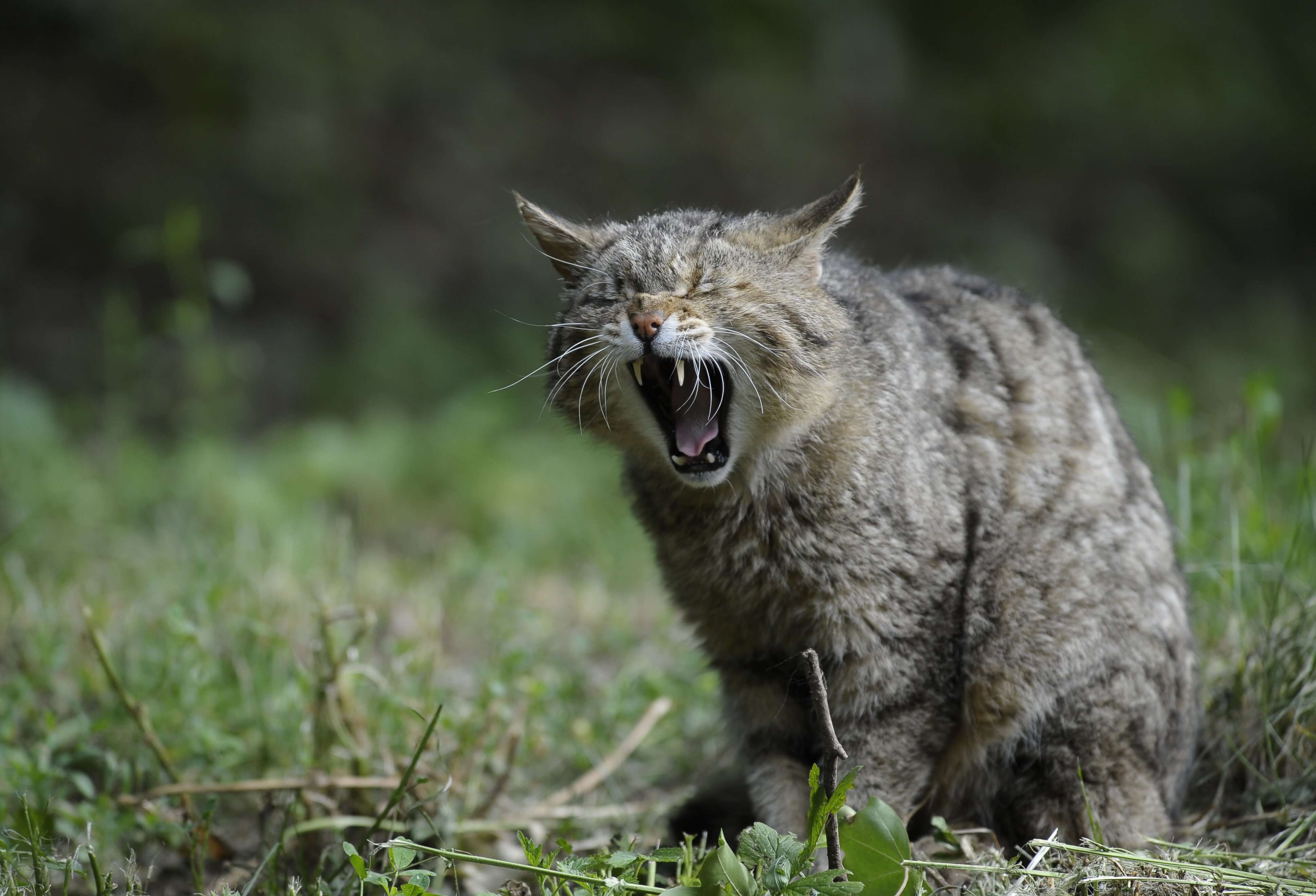 Wilderness Wildcat 4k Wallpaper • Gamephd